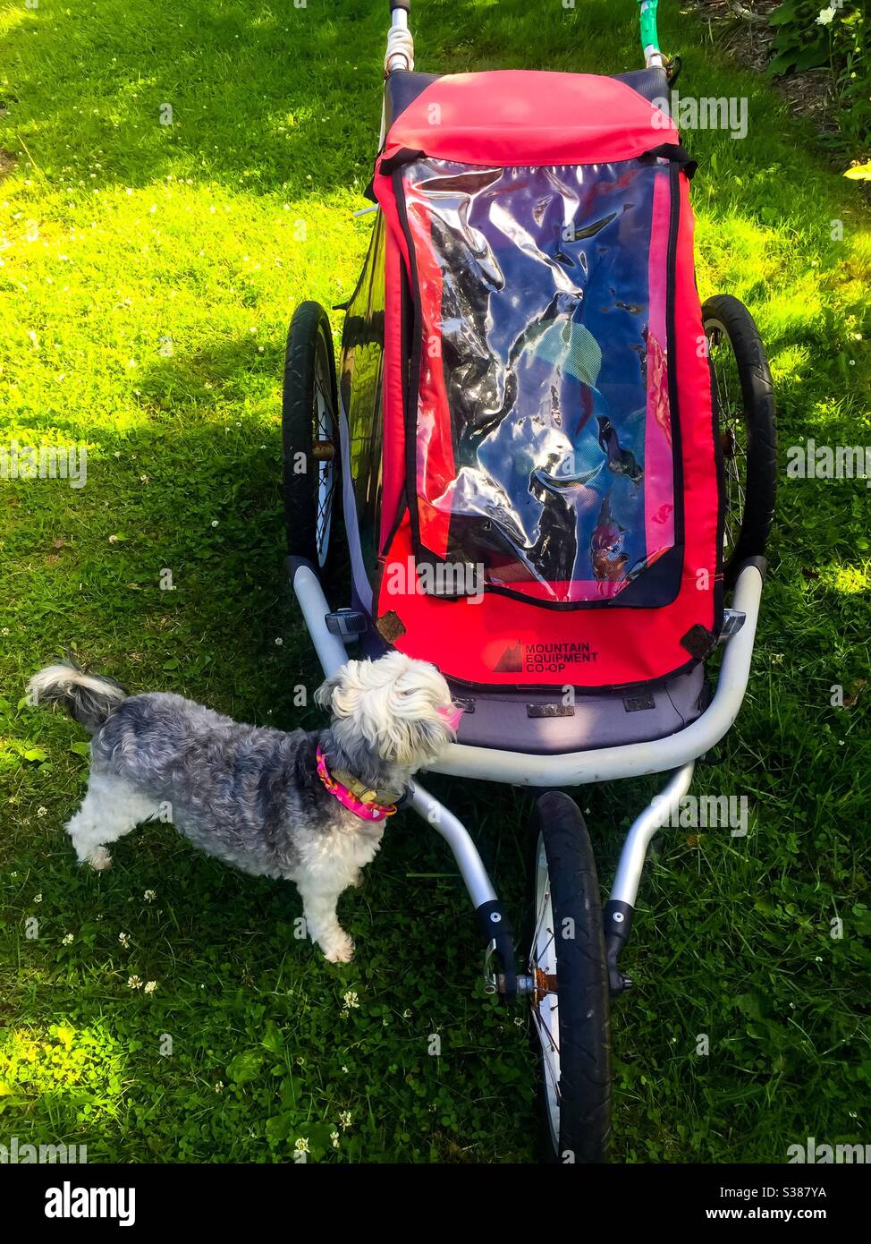 Curious dog. Who’s in there? I see you. ICU. Who comes to visit? - Smartphone Captured Stock Image
