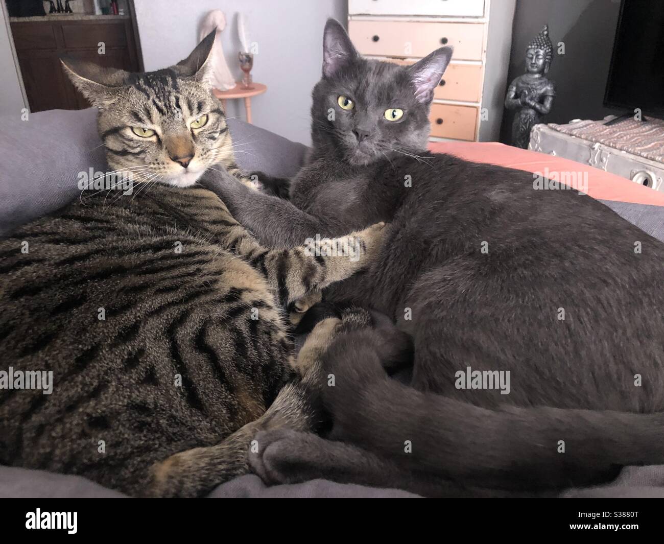 Cats Snuggling Stock Photo Alamy
