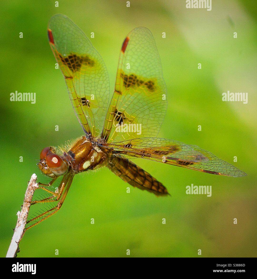 Female Eastern amberwing dragonfly Stock Photo