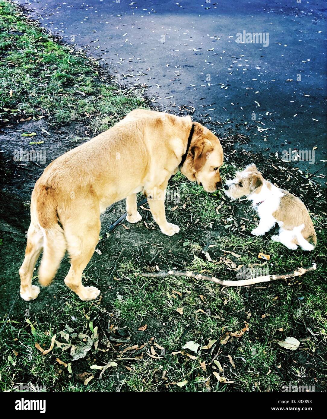 Dogs encounter Labrador and jack russel terrier - Smartphone Captured Stock Image