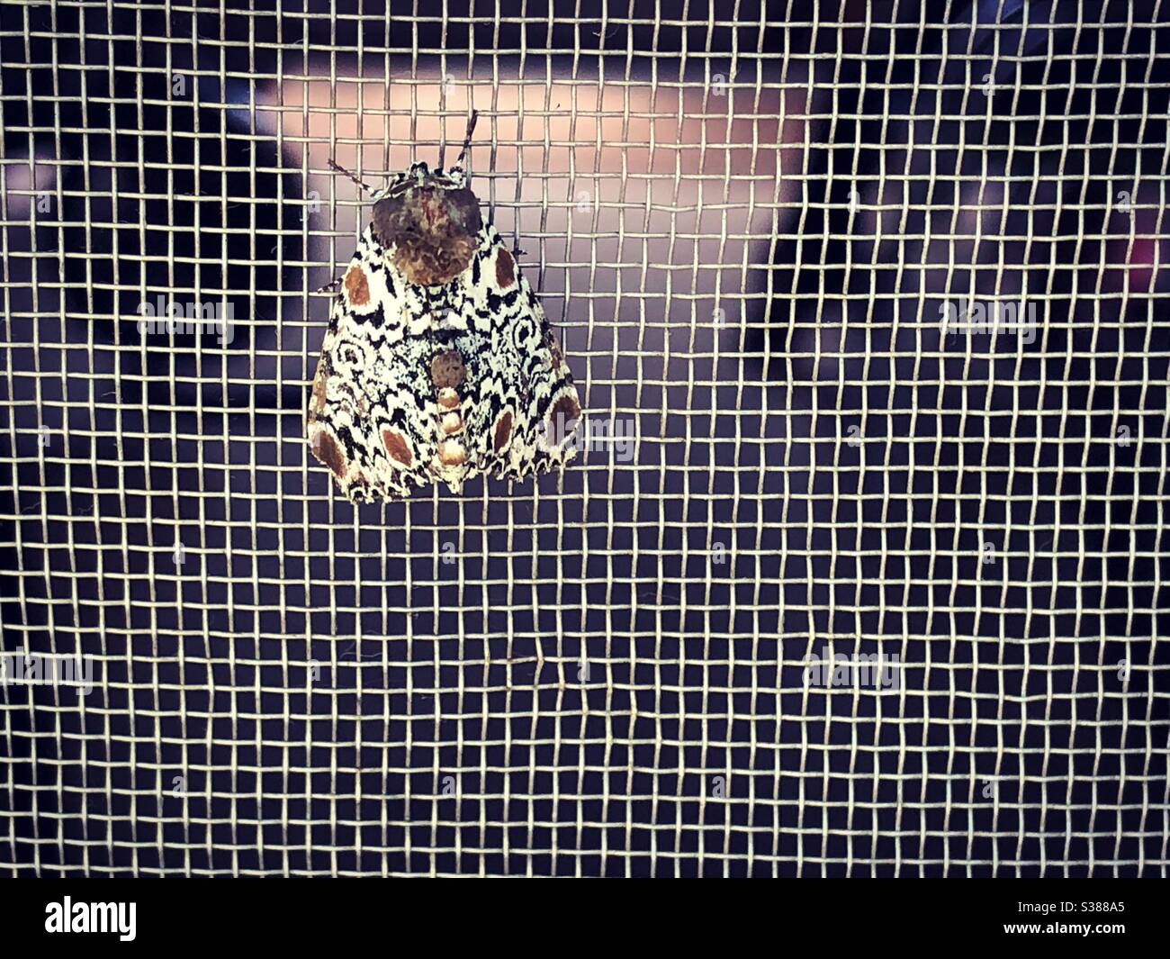 Strange moth on screen of back door Stock Photo