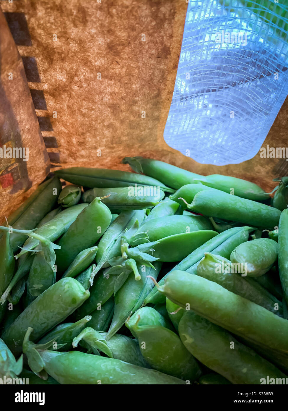 Fresh peas in the pod waiting to be shelled - Smartphone Captured Stock Image