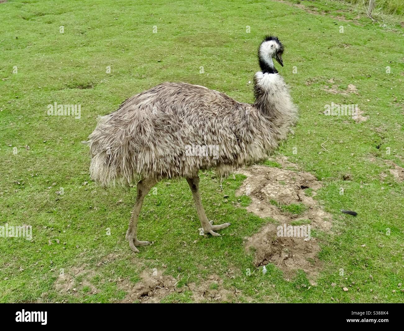 Emu walking in a park in England Stock Photo - Alamy