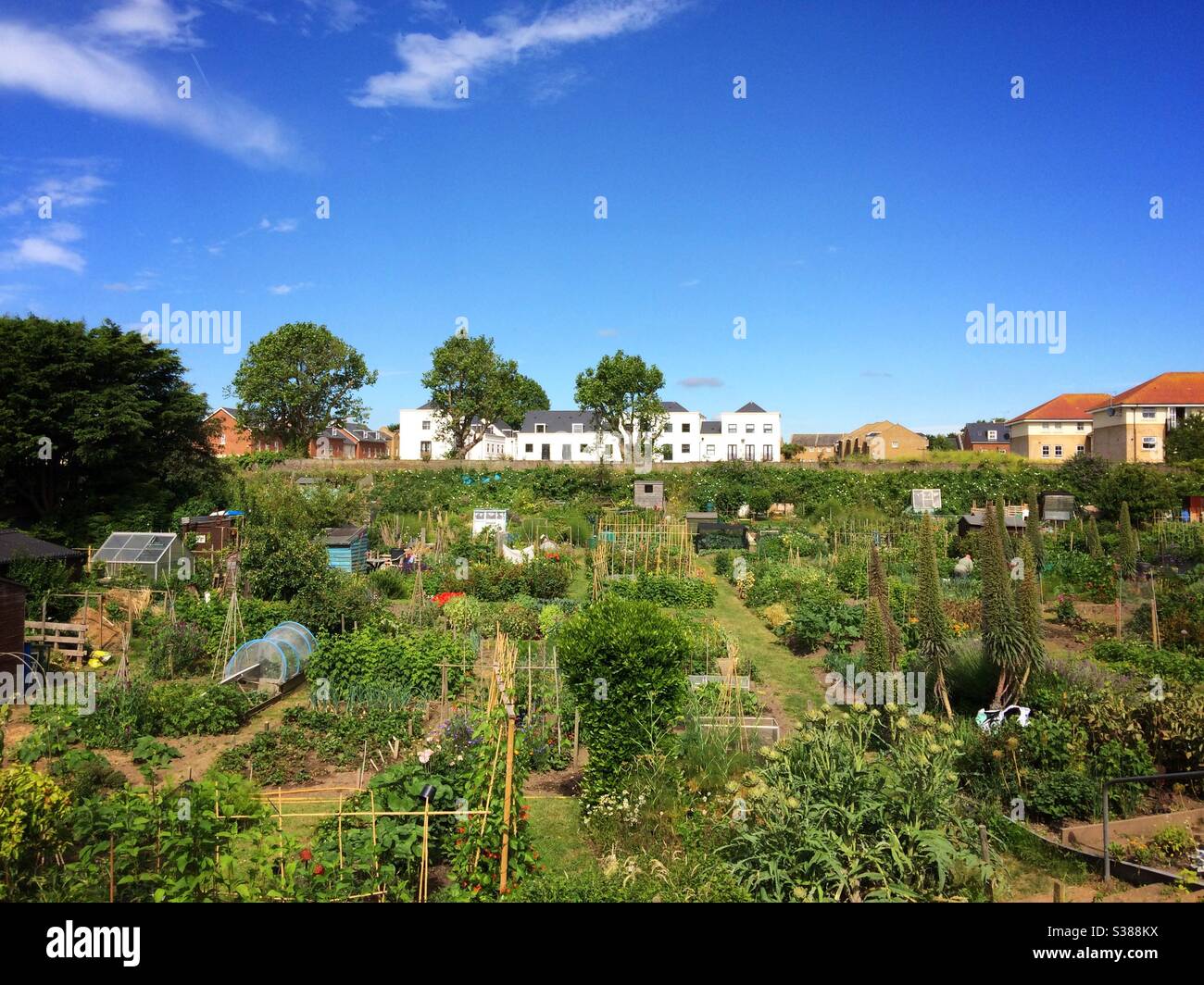 Productive allotments in Deal Kent UK Stock Photo
