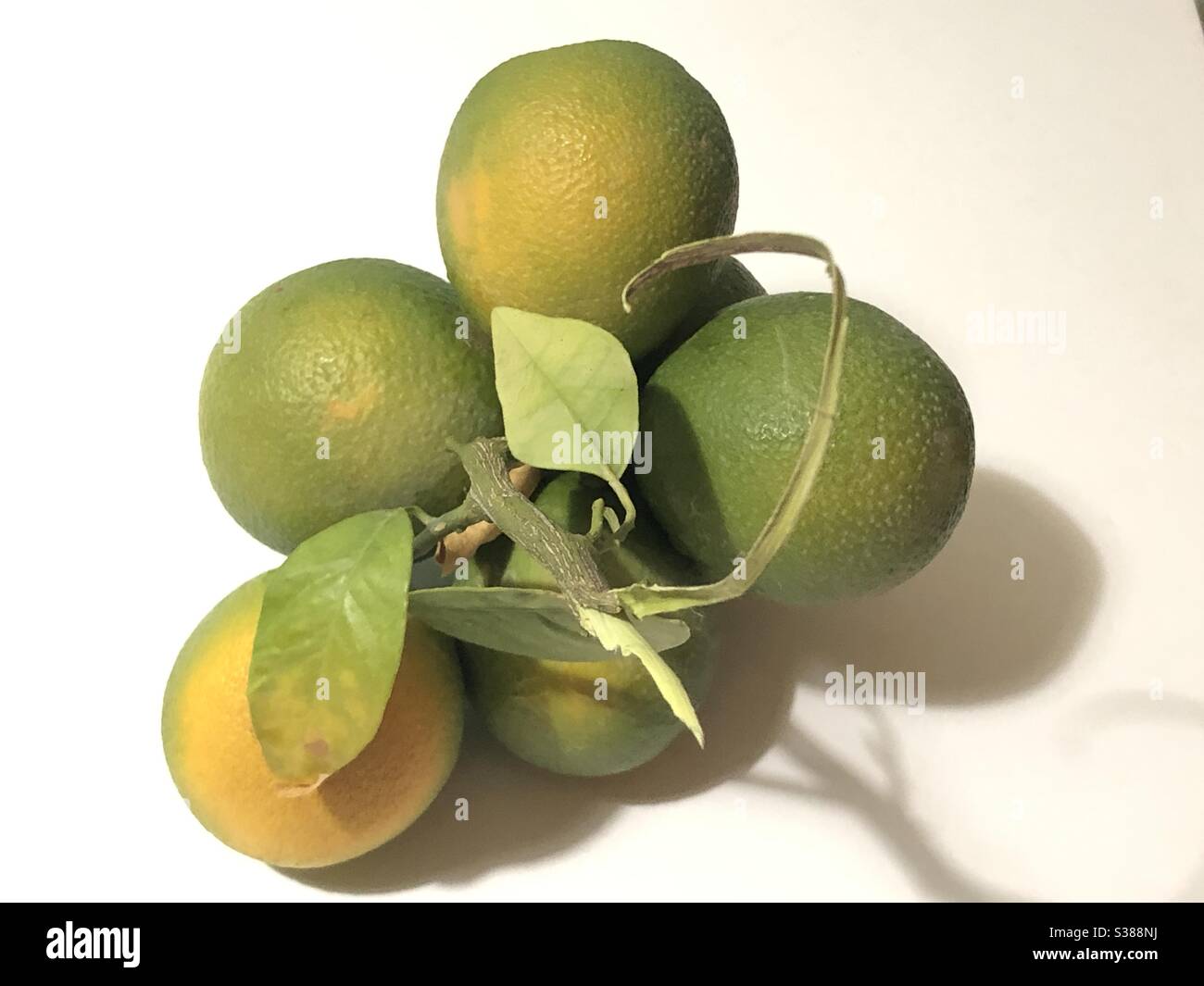 Bunch of oranges Stock Photo Alamy