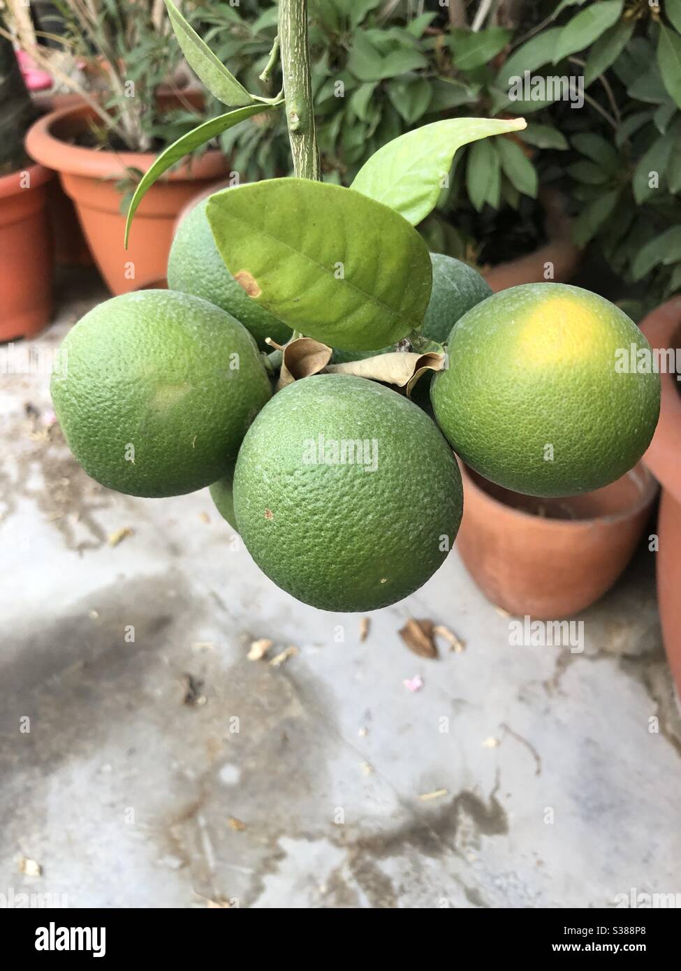 Bunch of oranges growing on a tree Stock Photo Alamy
