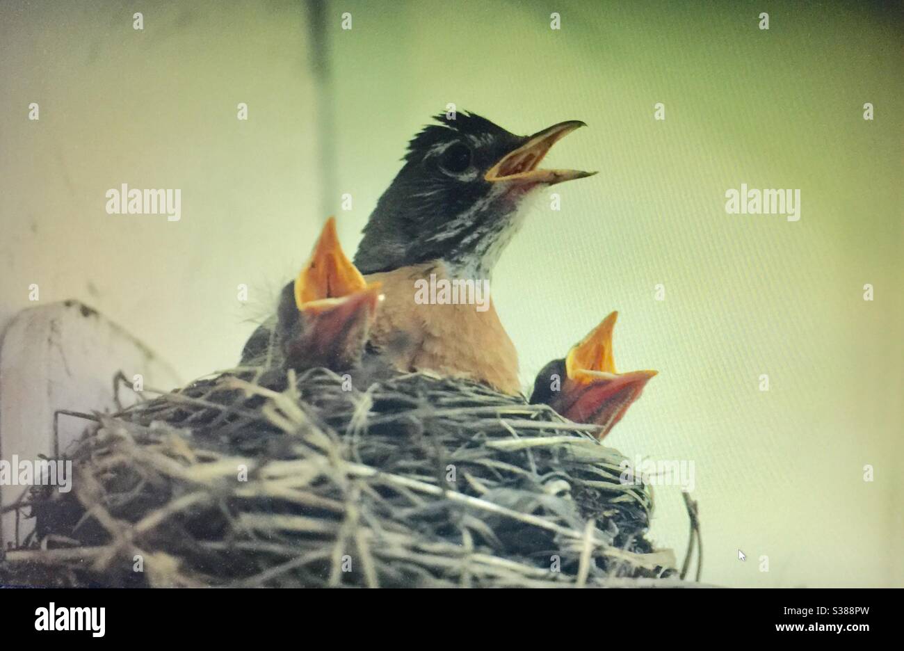 American robin trio, birds of North America, North American birds, three, parent, chicks, hatchlings, - Smartphone Captured Stock Image