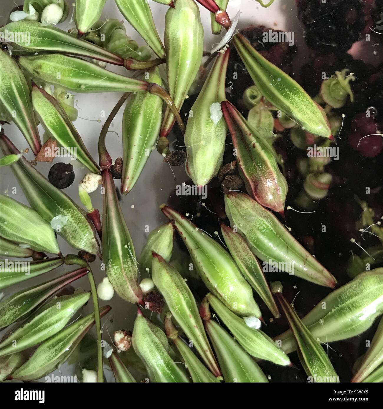 Himalayan balsam seed pods hi-res stock photography and images - Alamy