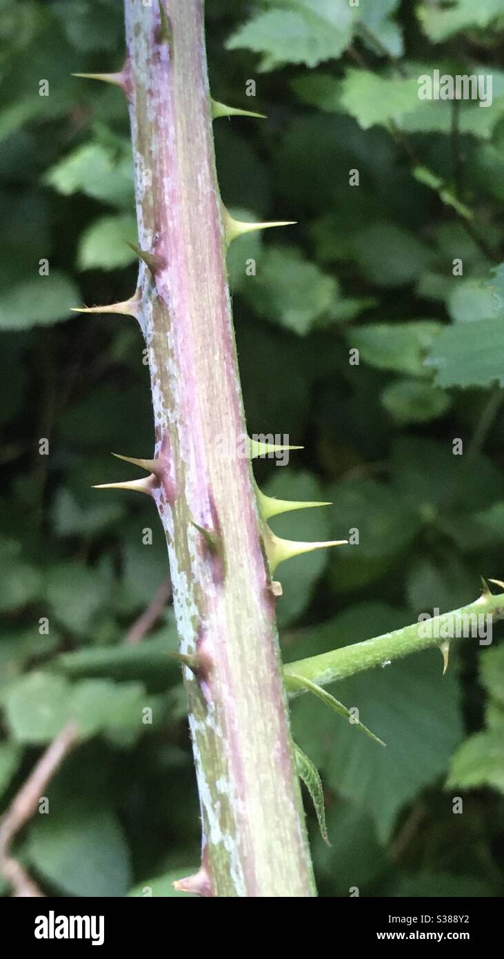Blackberry thorns hires stock photography and images Alamy