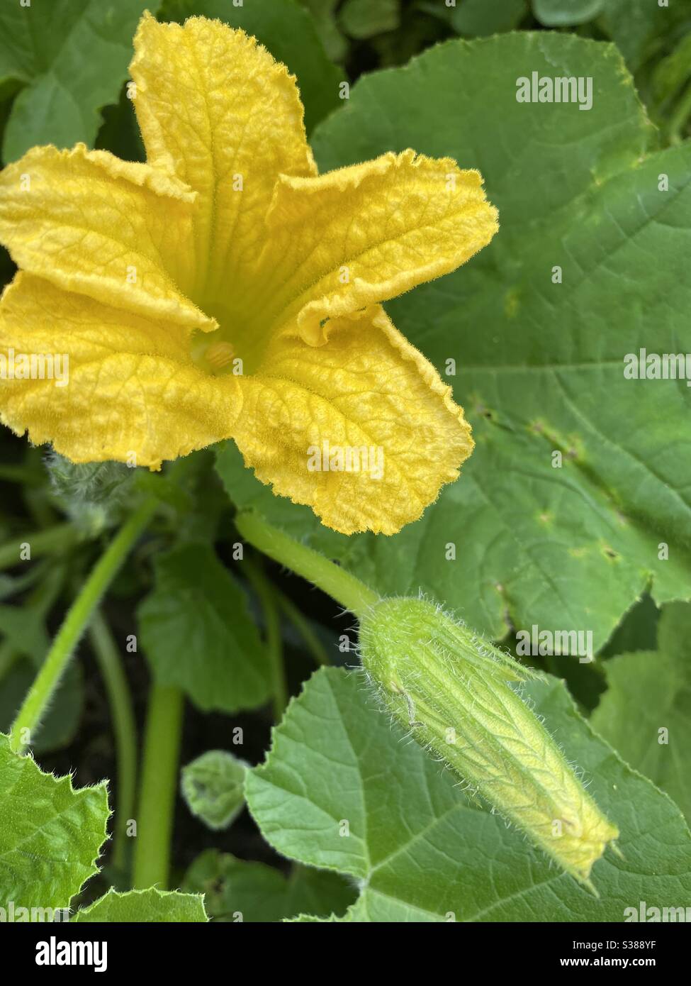 Turks Turb, Veg flower Squash plant Stock Photo