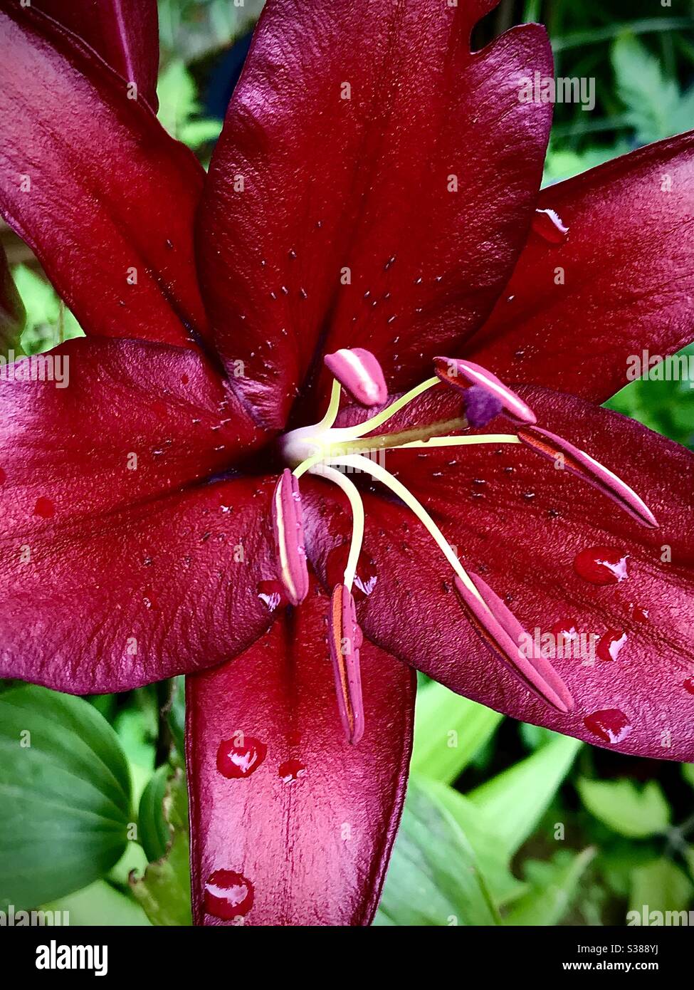 Beautiful Lilly flower. Stock Photo