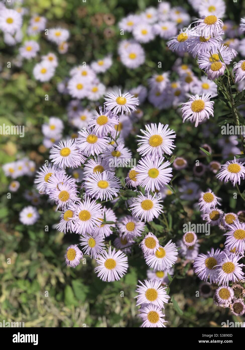 Erigeron glaucus, seaside daisy (fleabane) at Mottisfont Stock Photo