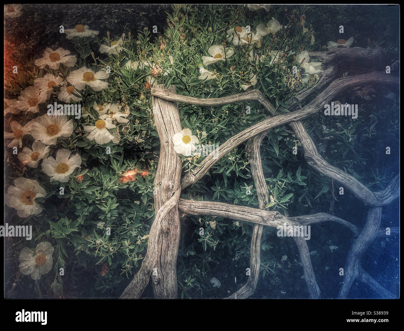 Detail of a wooden bench made of driftwood in the Felixstowe gardens - Smartphone Captured Stock Image