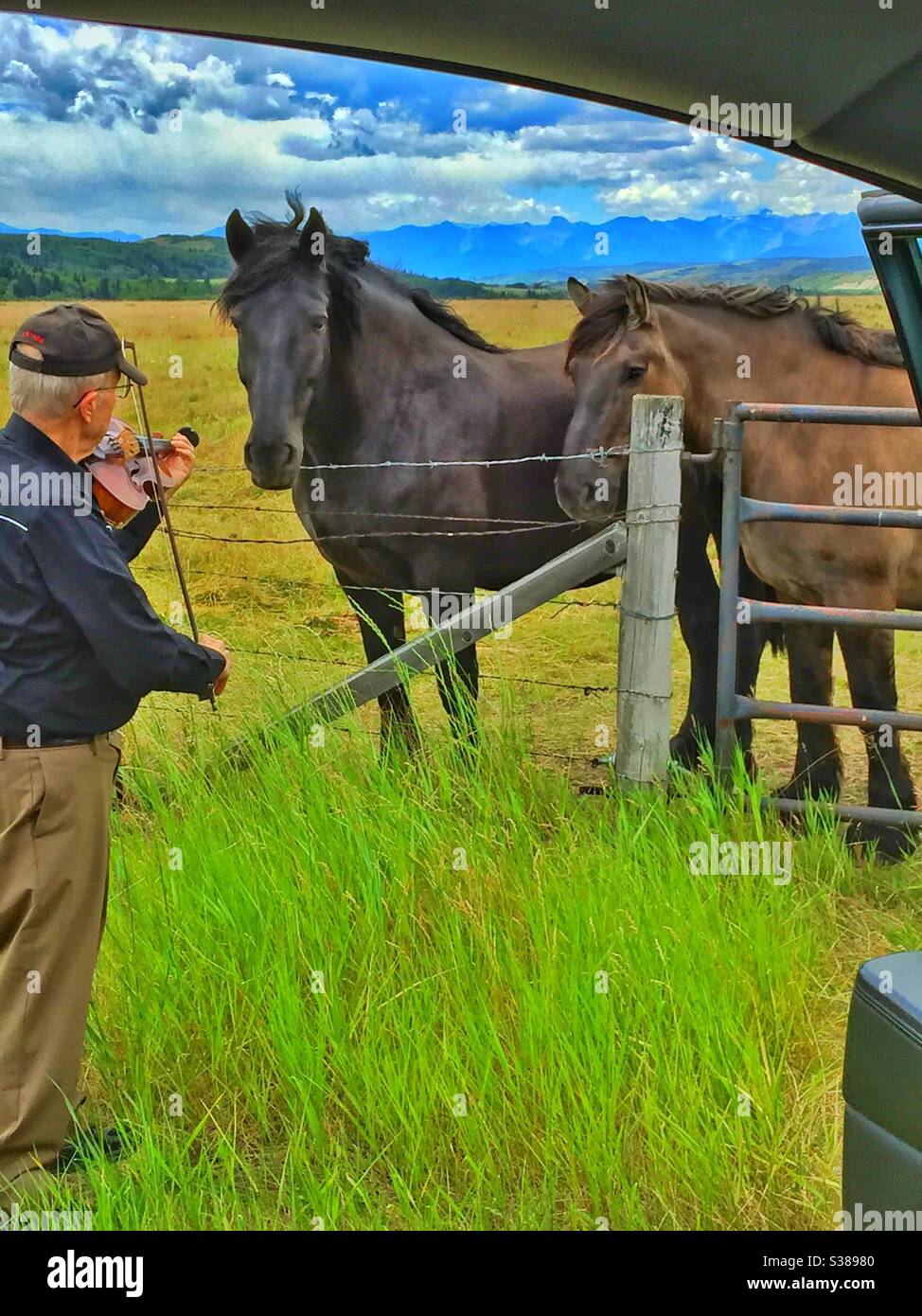 Two Percheron horses and one fiddler, pasture, foothills, Canadian Rockies, music, tunes, grazing, foraging, friendly, friends, shot from the car Stock Photo