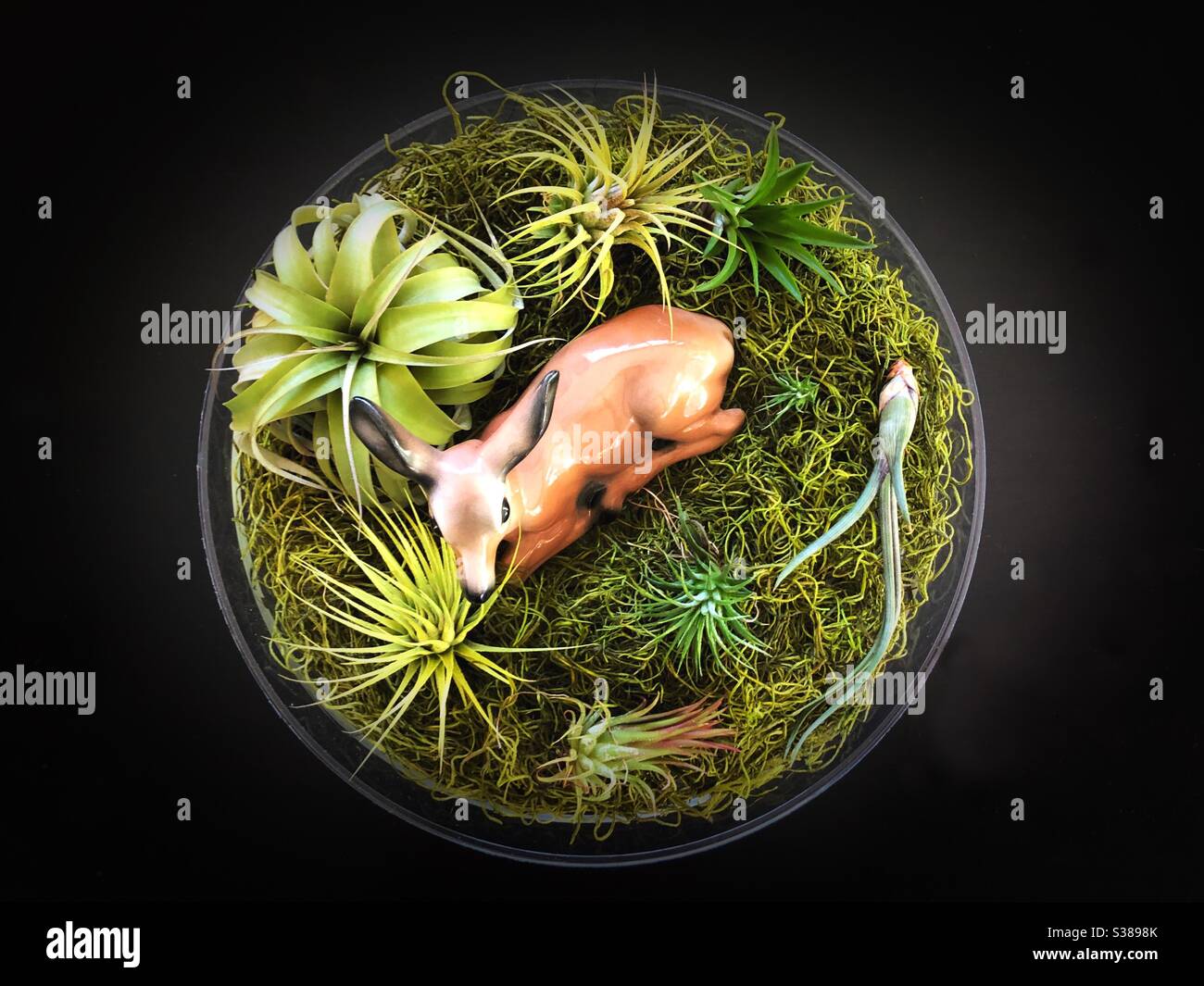 Terrarium of air plants and moss with vintage ceramic deer. Stock Photo