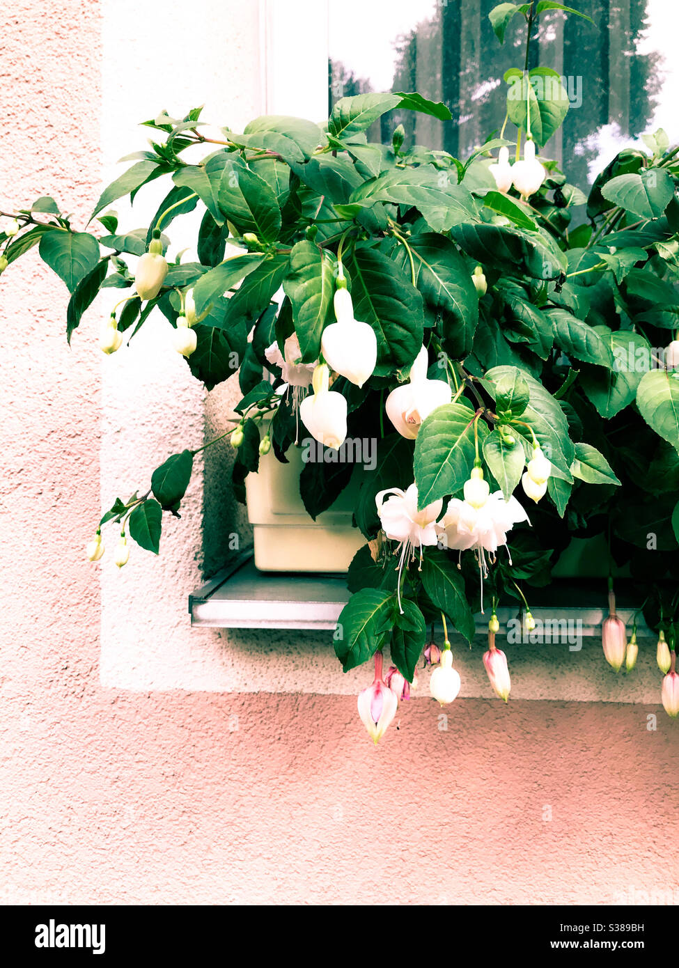 Cascading flowers hires stock photography and images Alamy