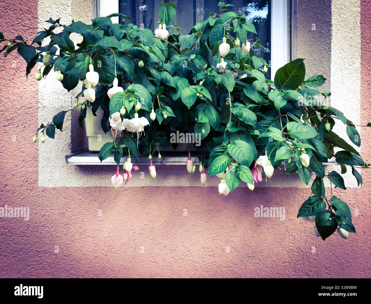 Cascading flowers hires stock photography and images Alamy