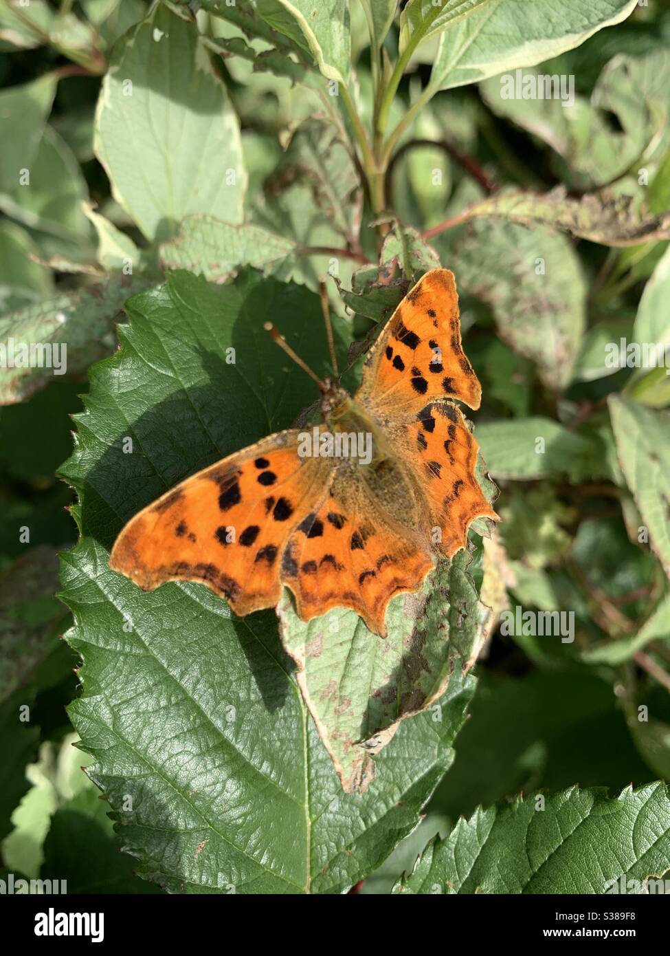 Orange butterfly with black spots Stock Photo Alamy