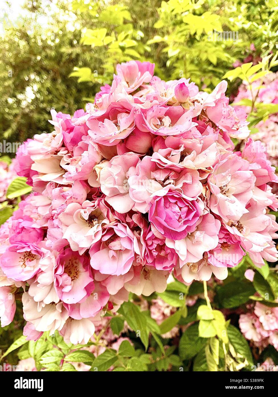 Bright pink flower bouquet Stock Photo Alamy