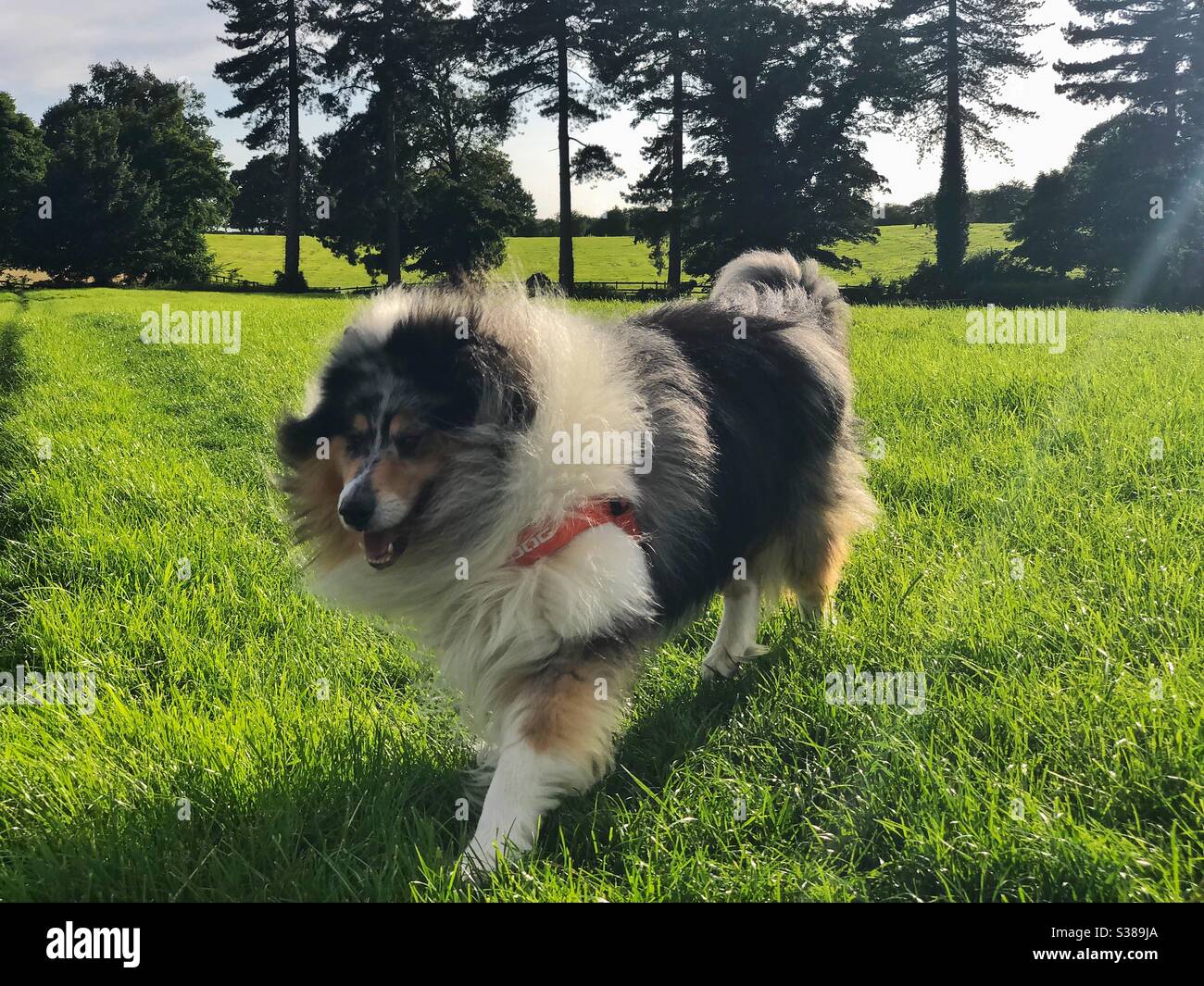 Rough Collie running through a field with a backdrop of tall trees. Stock Photo