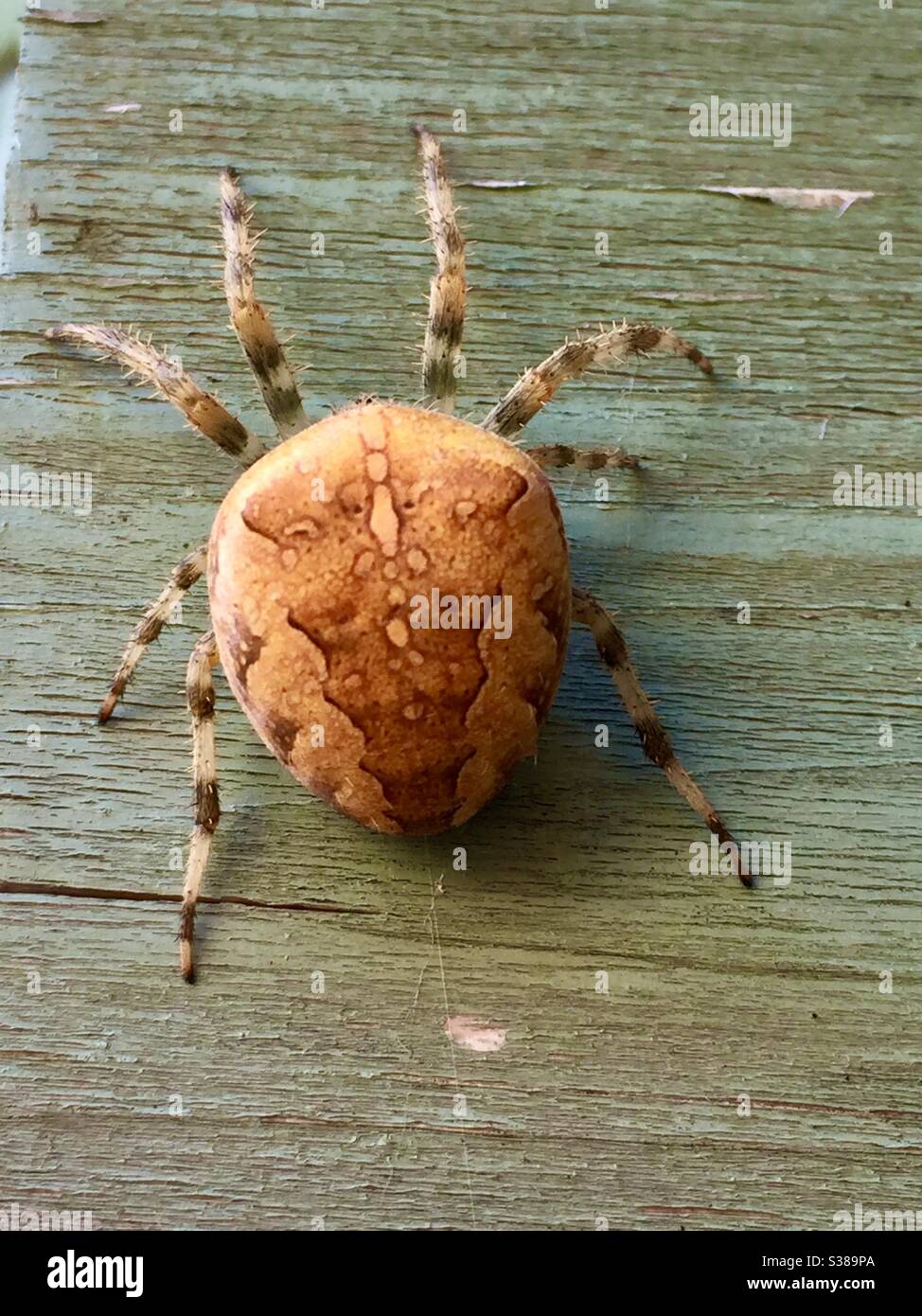 Patterned spider with striped legs Stock Photo
