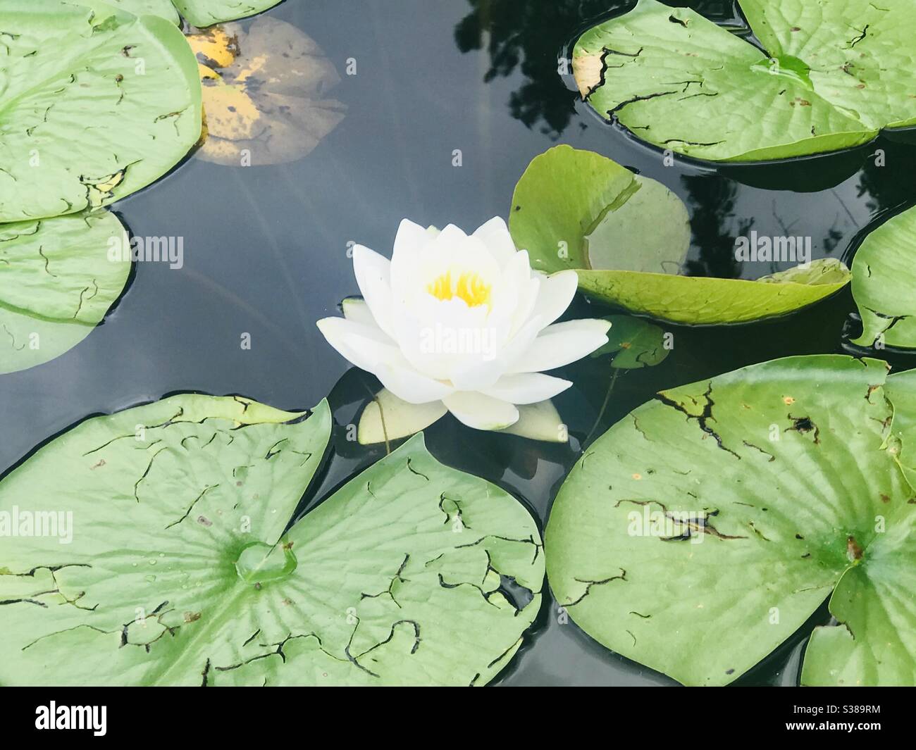 Lily pads in flower hires stock photography and images Alamy