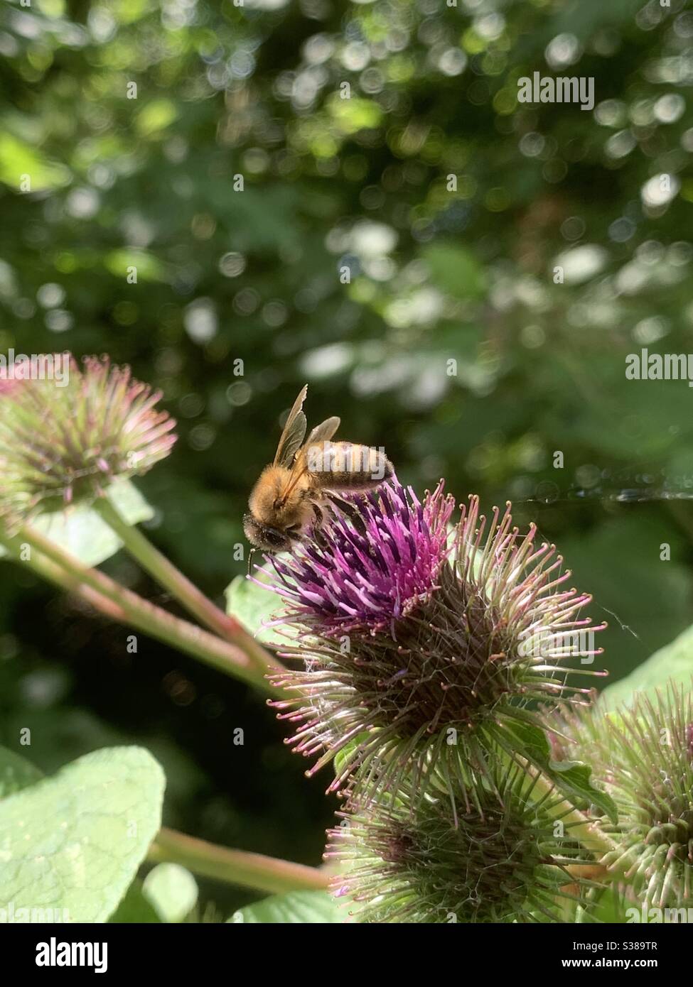 Delapre, Northants, UK - 20 July 2020: Lesser burdock, a species of daisy, with a bumble bee on board. Also known as common, cuckoo button, louse bur and wild rhubarb. Arctium minus. Stock Photo