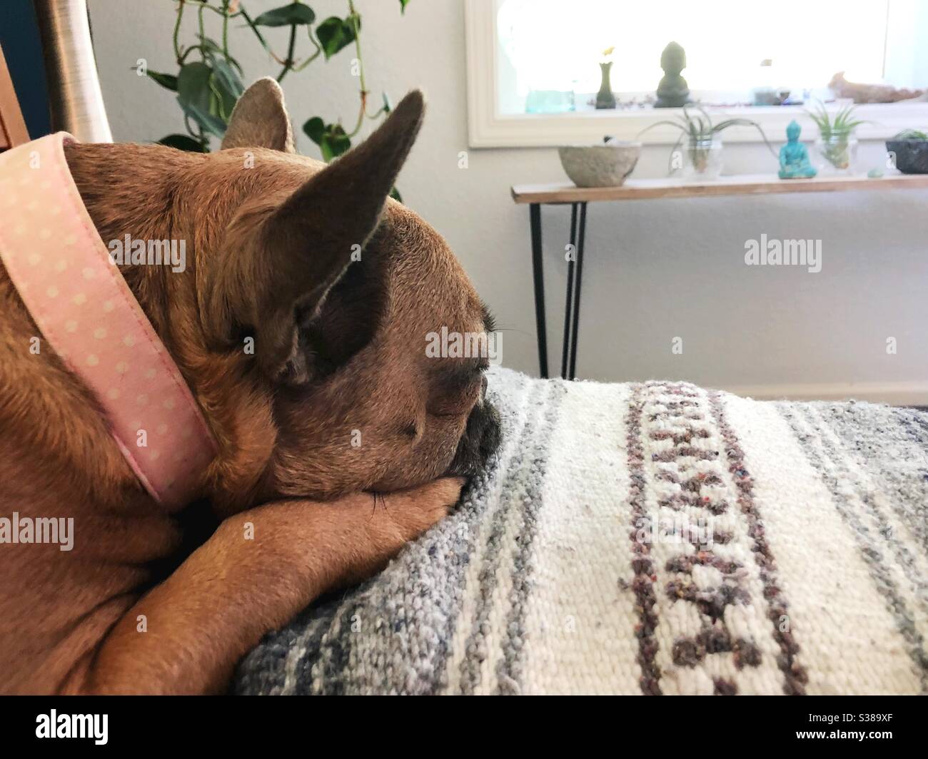 Cute french bulldog resting on a blanket Stock Photo Alamy