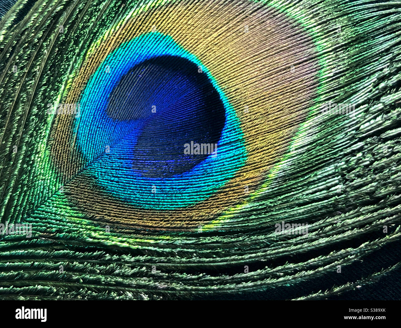 Close up of a single peacock feather on black background Stock Photo