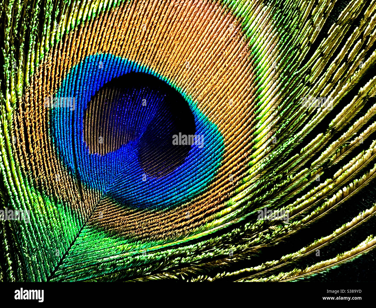 Close up of a single peacock feather on black background Stock Photo