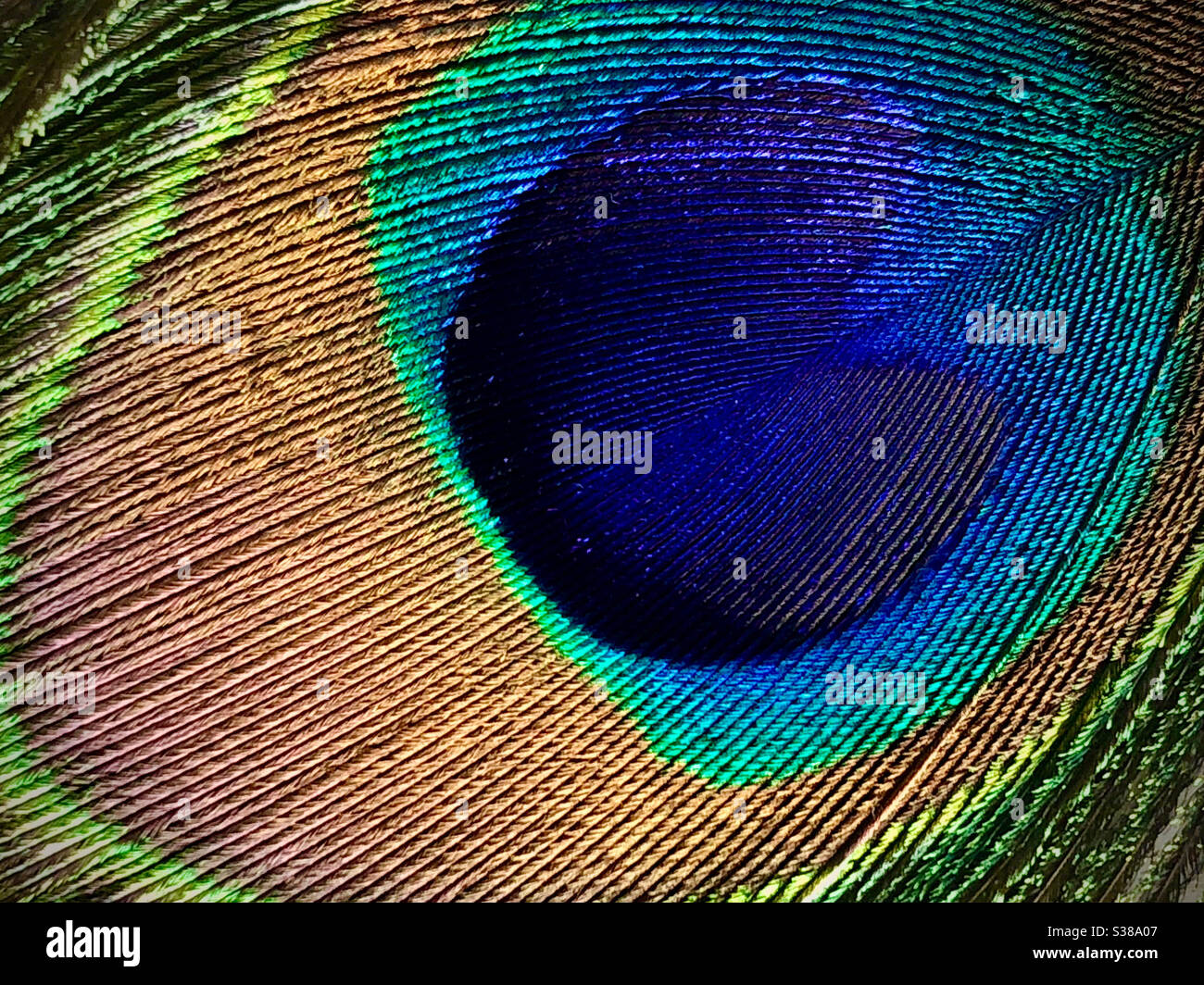 Close up of a single peacock feather Stock Photo
