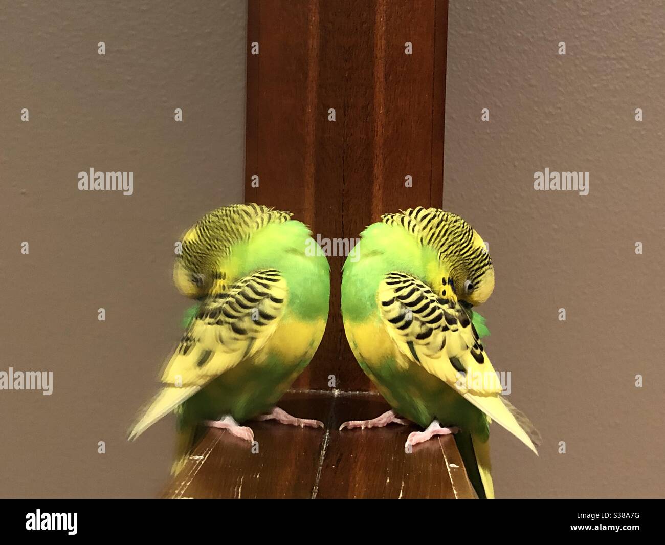 budgie parakeet Stock Photo