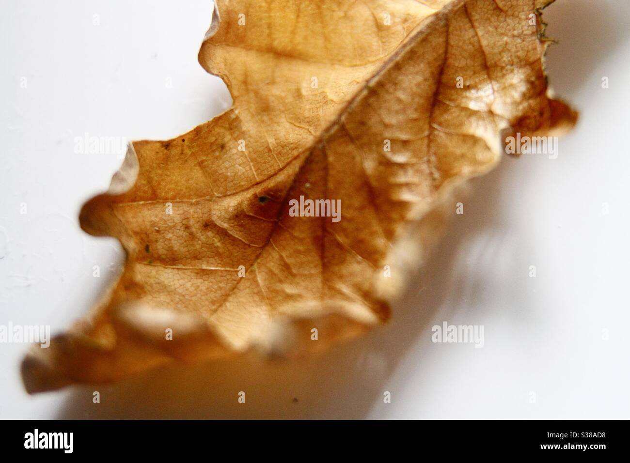 Macro Photography - Dead Leaf - Smartphone Captured Stock Image