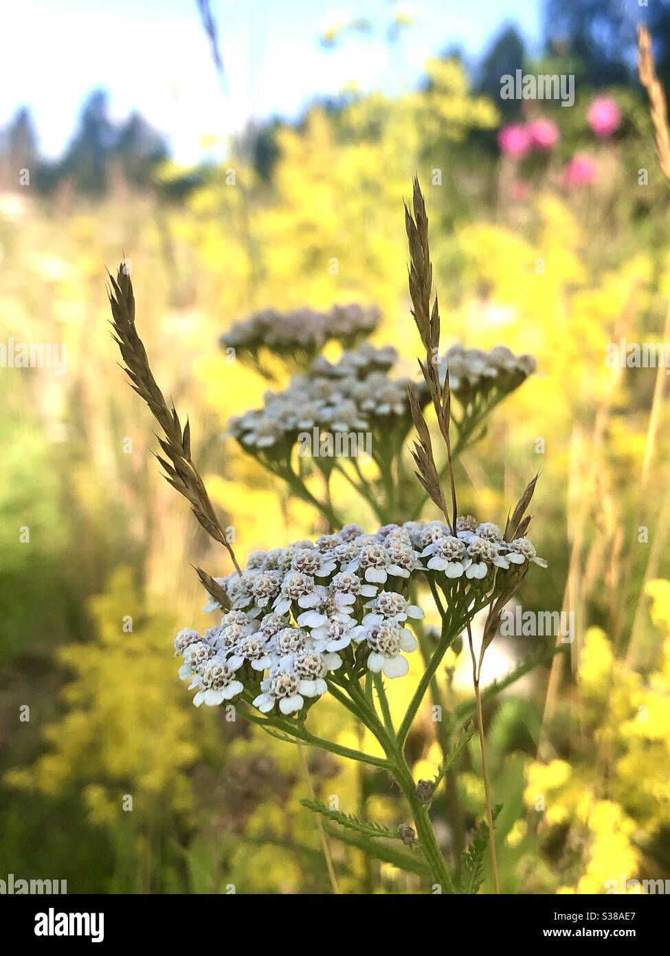 Yarrow or common yarrow (Achillea millefolium). - Smartphone Captured Stock Image