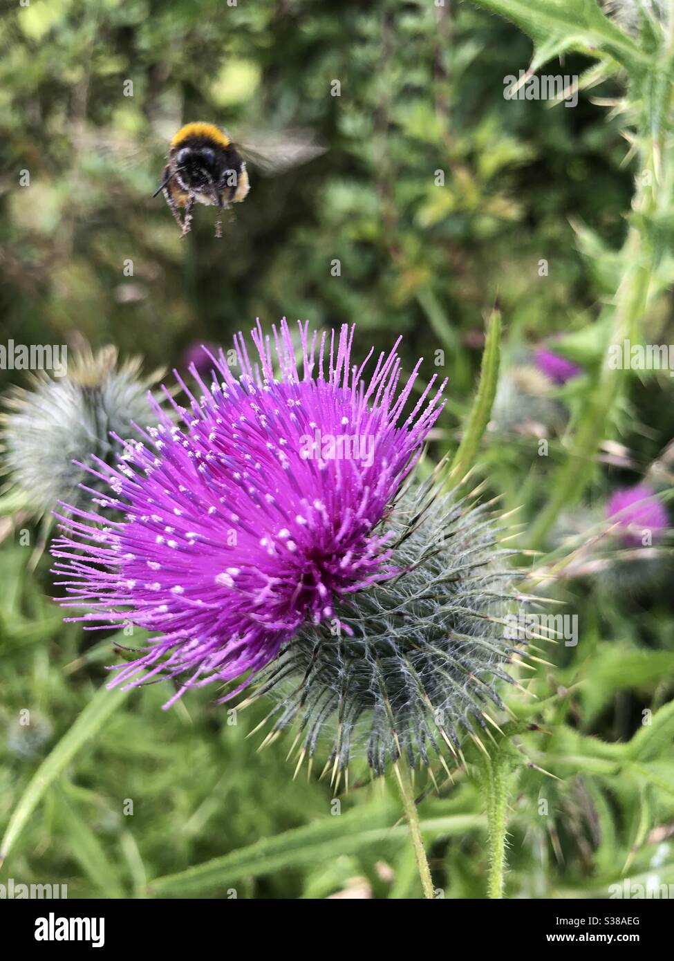 Scottish Thistle Bee in Flight Stock Photo Alamy