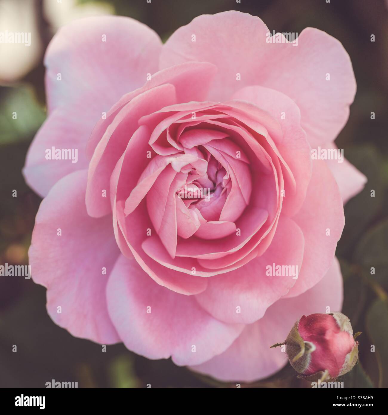 A close-up of a beautiful pink English rose and rosebud showing the perfect detail of the delicate flower - Smartphone Captured Stock Image