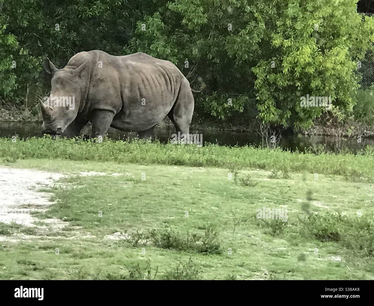Rino hi-res stock photography and images - Alamy
