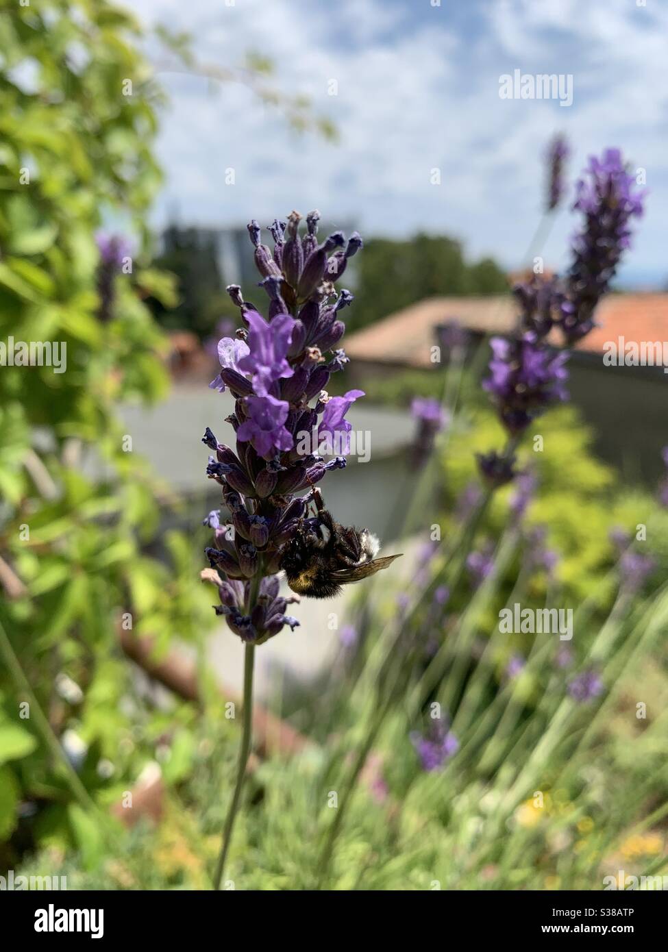 Lavender growing on the balcony; beautiful sunny day in the city Stock ...