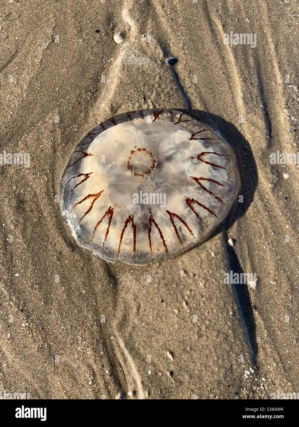 A dead jellyfish on the beach in Prestatyn, North Wales. July 2020