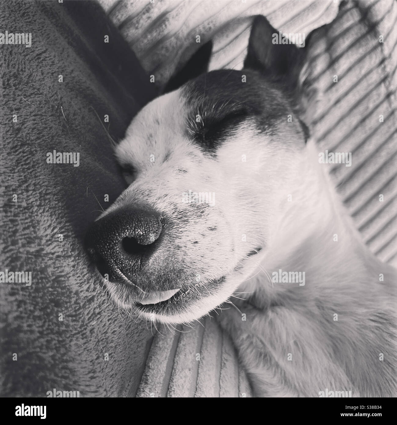 Dog sleeping on the sofa Stock Photo Alamy