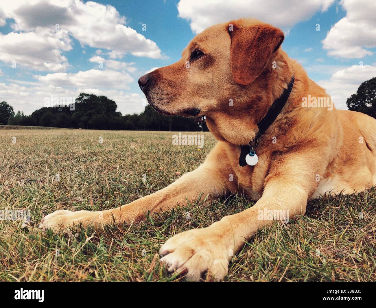 Labrador dog close up shot sitting on a park - Smartphone Captured Stock Image