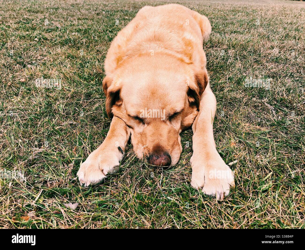 Labrador dog sleeping peacefully on grass - Smartphone Captured Stock Image