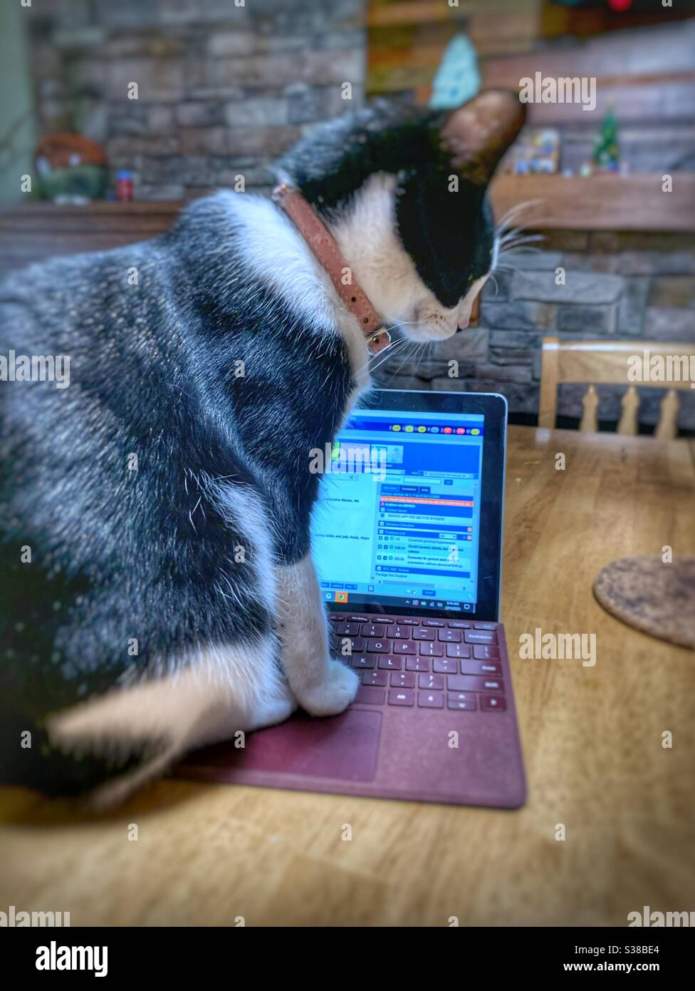 Cat sitting on work from home laptop Stock Photo