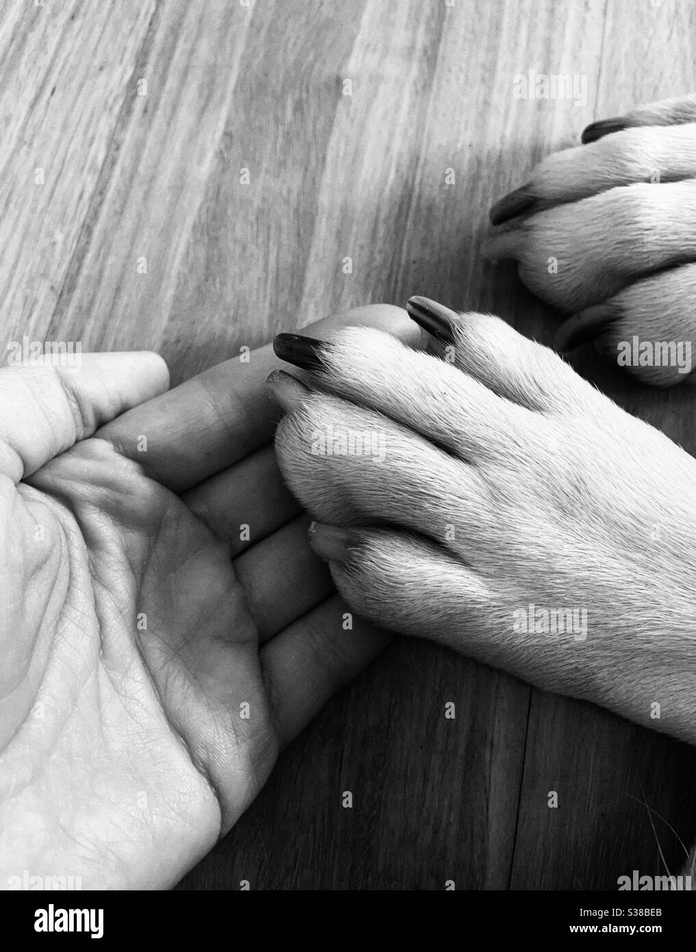 Hold dog paw hires stock photography and images Alamy