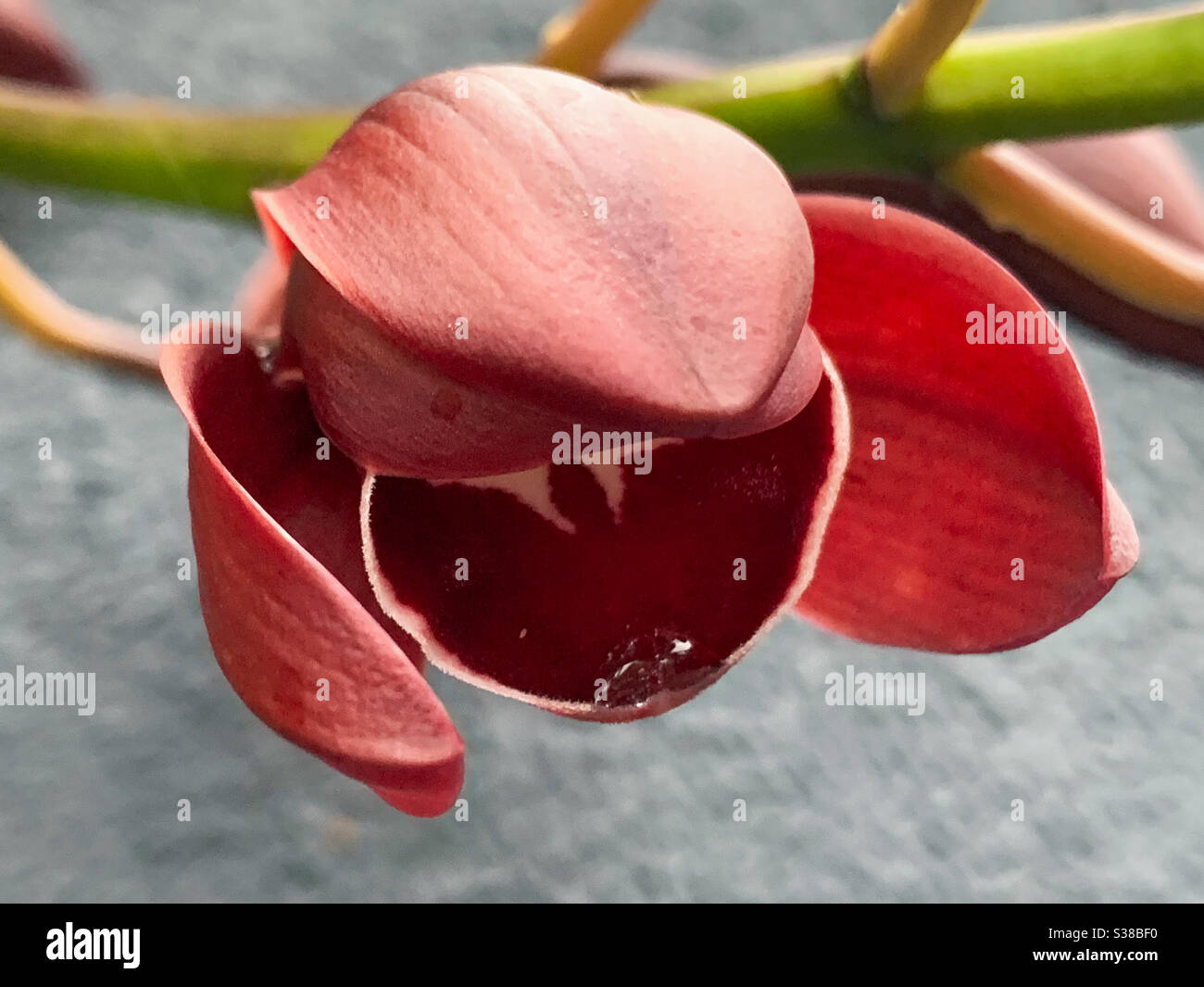 A partially open cymbidium orchid flower harbouring a water droplet at its mouth Stock Photo