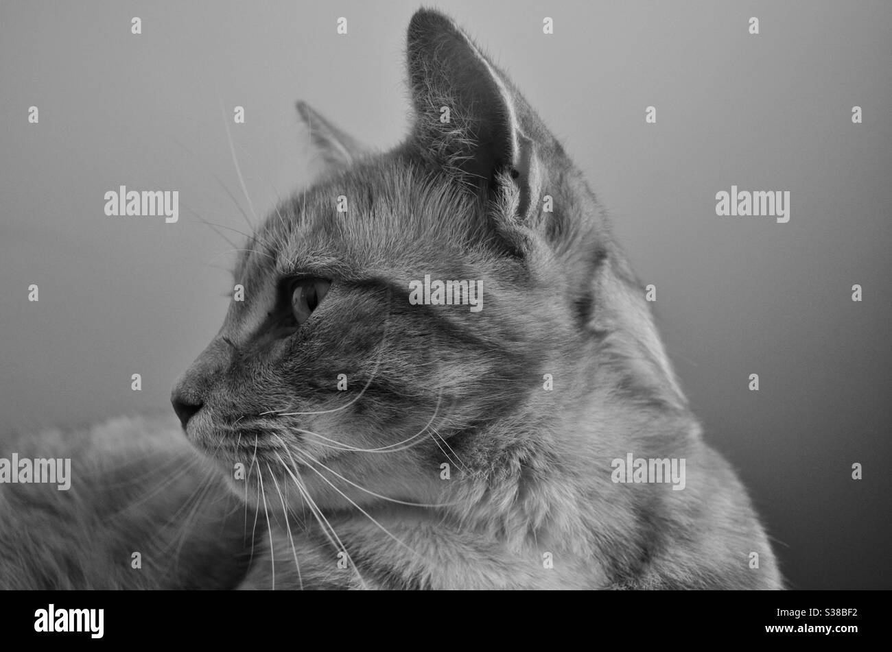 Cat portrait 1 - Smartphone Captured Stock Image