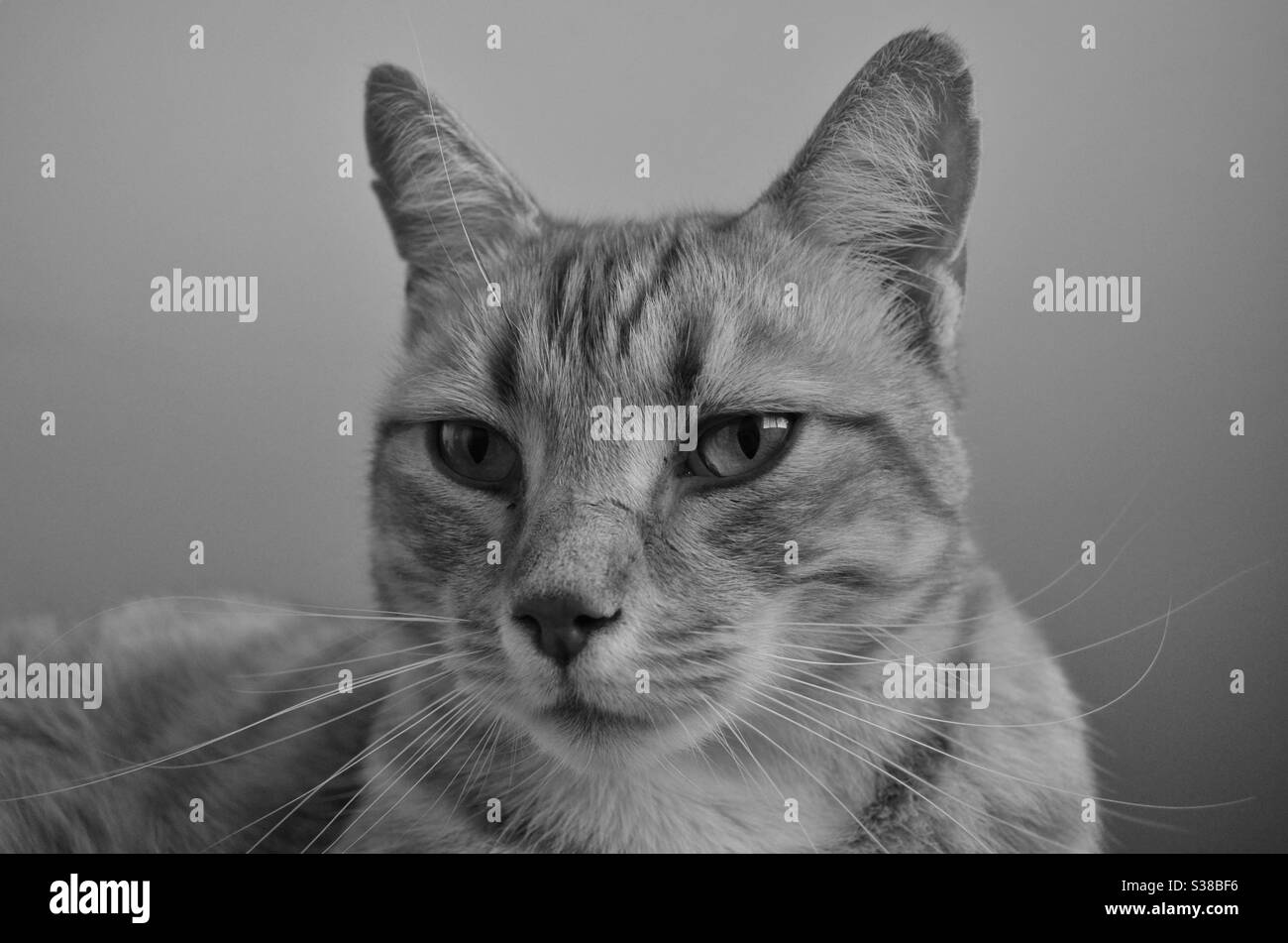 Cat portrait 2 - Smartphone Captured Stock Image