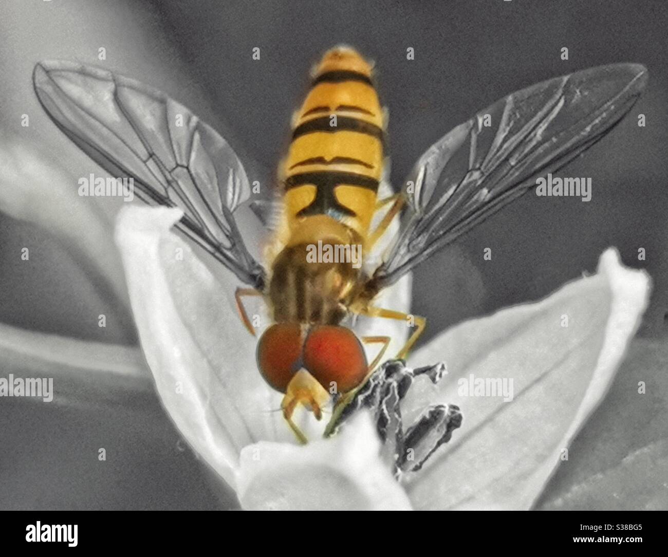Marmalade hover fly on flower - Smartphone Captured Stock Image