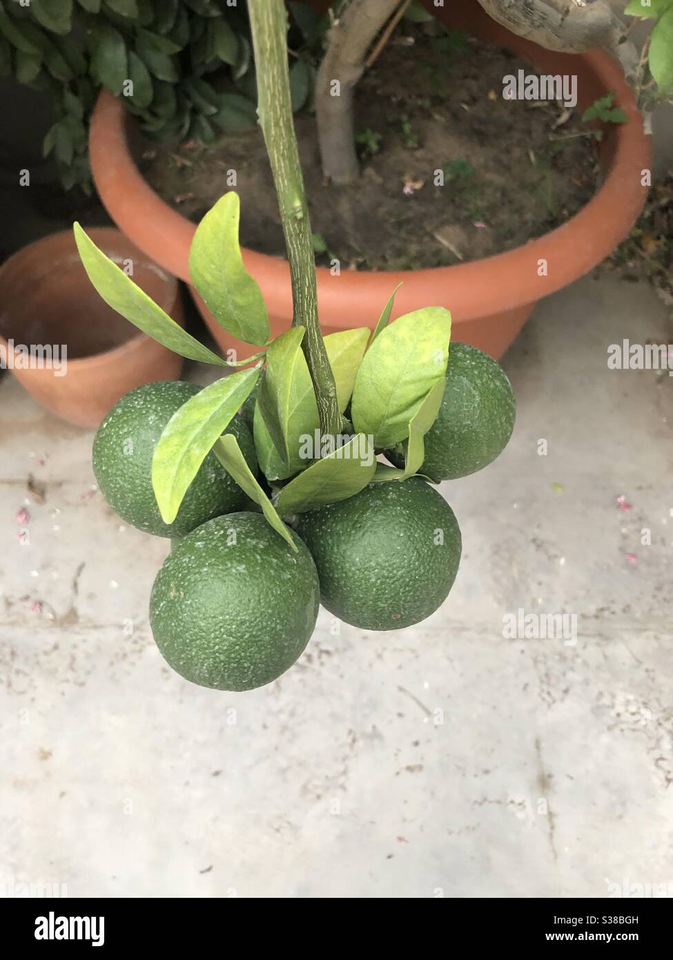 Oranges growing on a tree Stock Photo