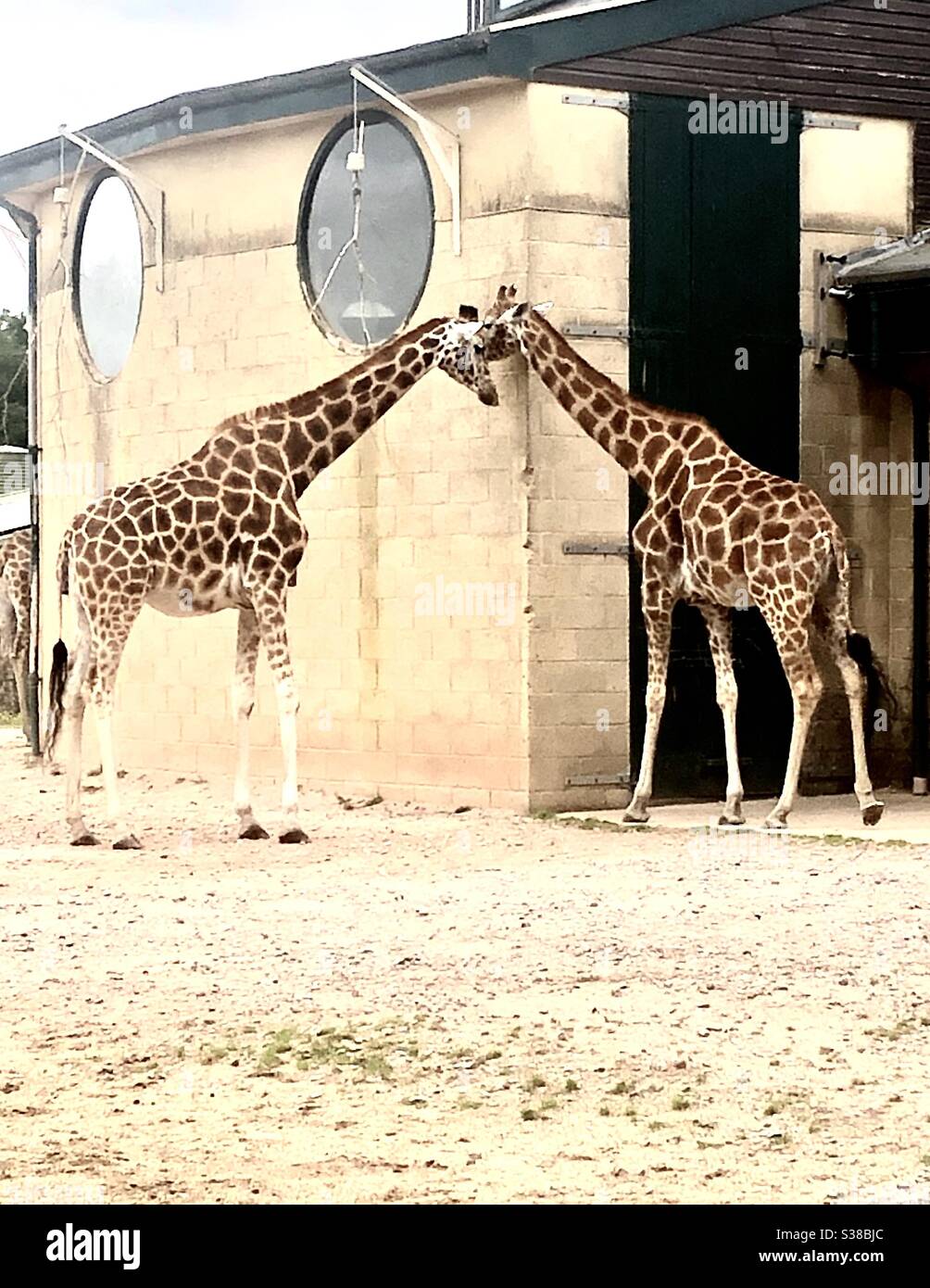 Two giraffes kissing - Smartphone Captured Stock Image